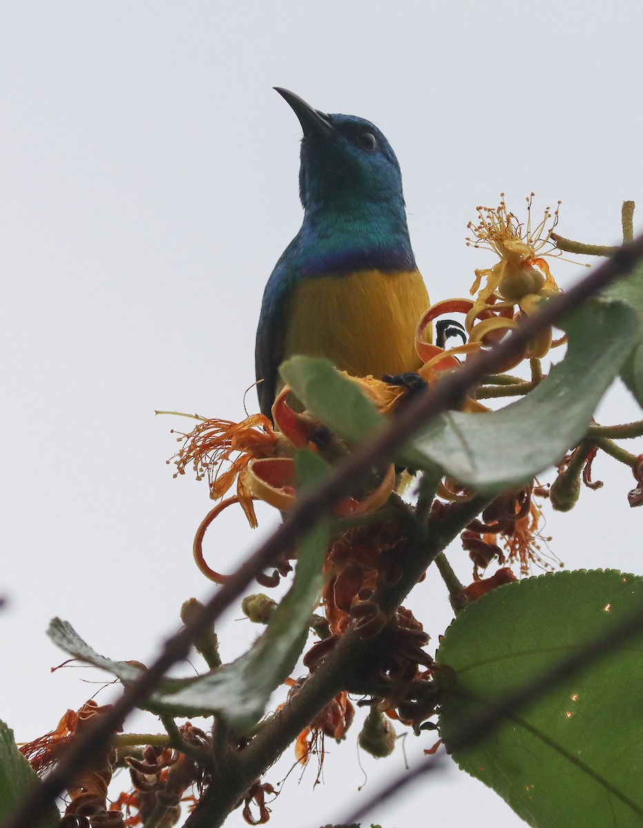 Collared Sunbird - Lindy Fung