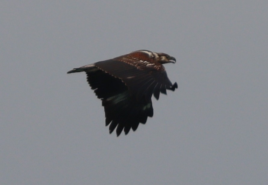 African Fish-Eagle - ML426218831