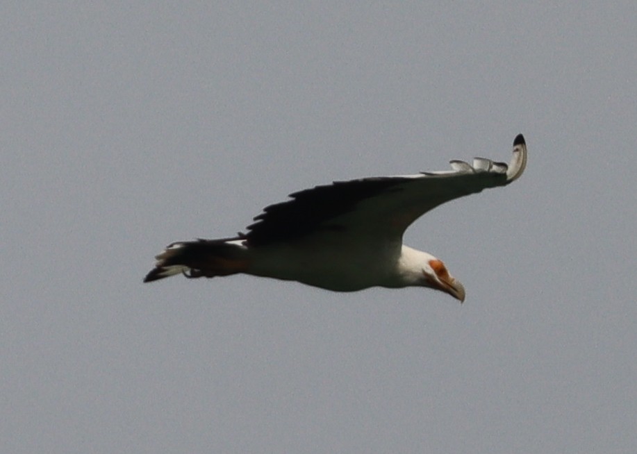 Palm-nut Vulture - ML426218881