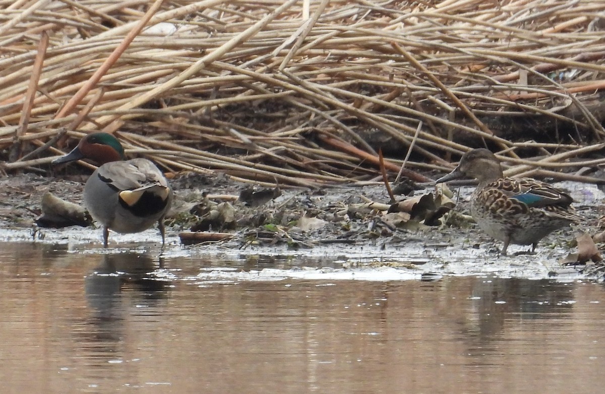 Green-winged Teal - ML426220071