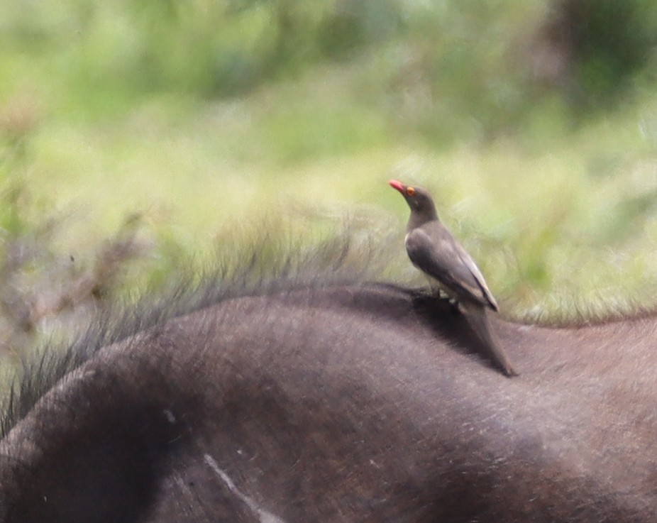 Red-billed Oxpecker - ML426220381