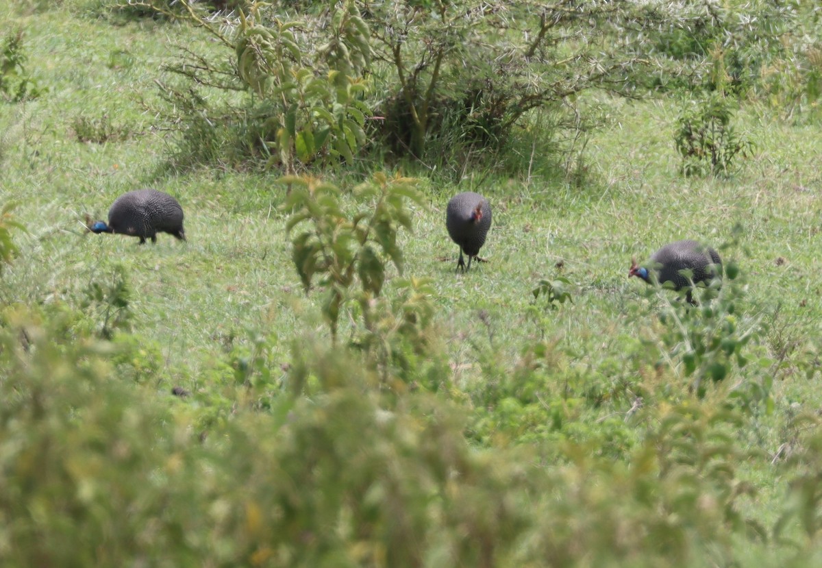 Helmeted Guineafowl - ML426220401