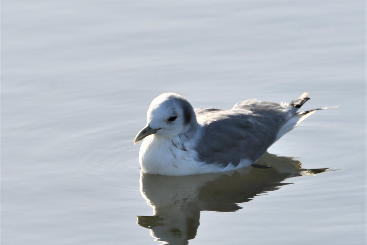 Black-legged Kittiwake - ML426223791