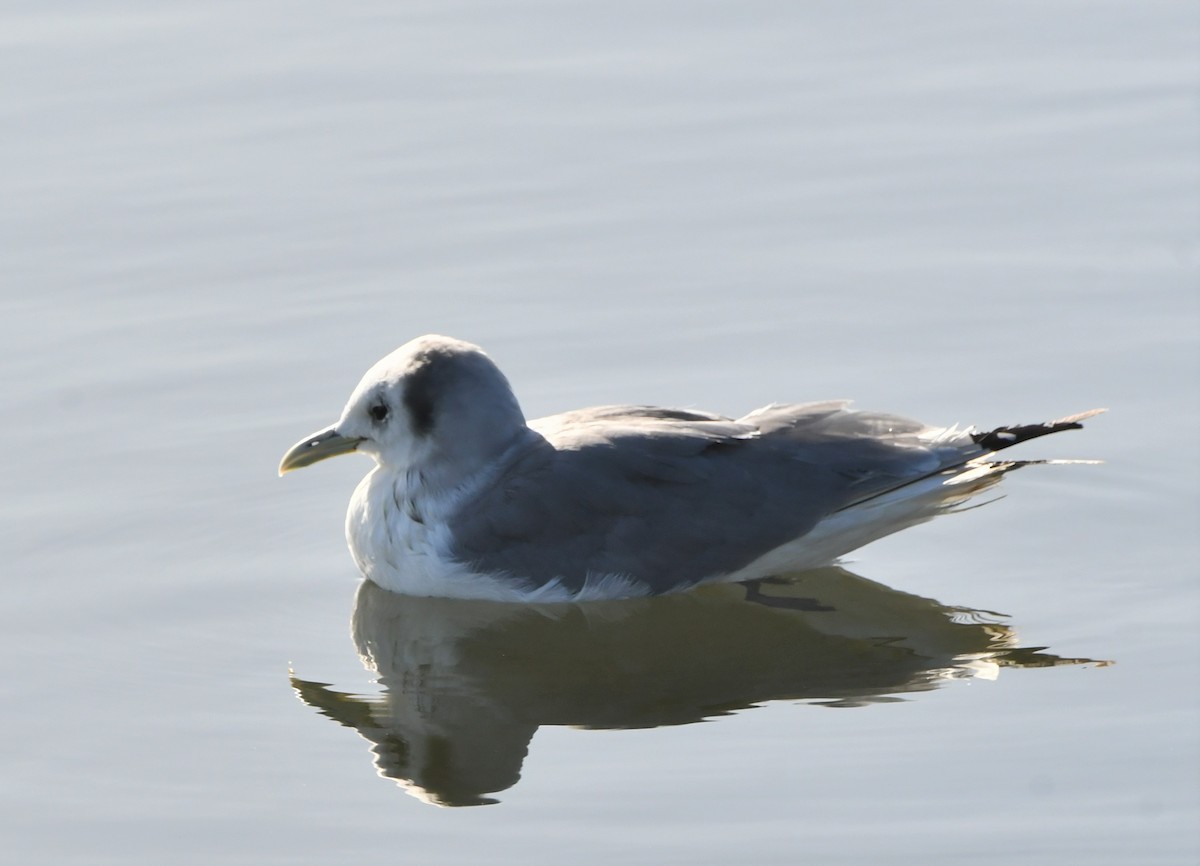 Black-legged Kittiwake - ML426223801