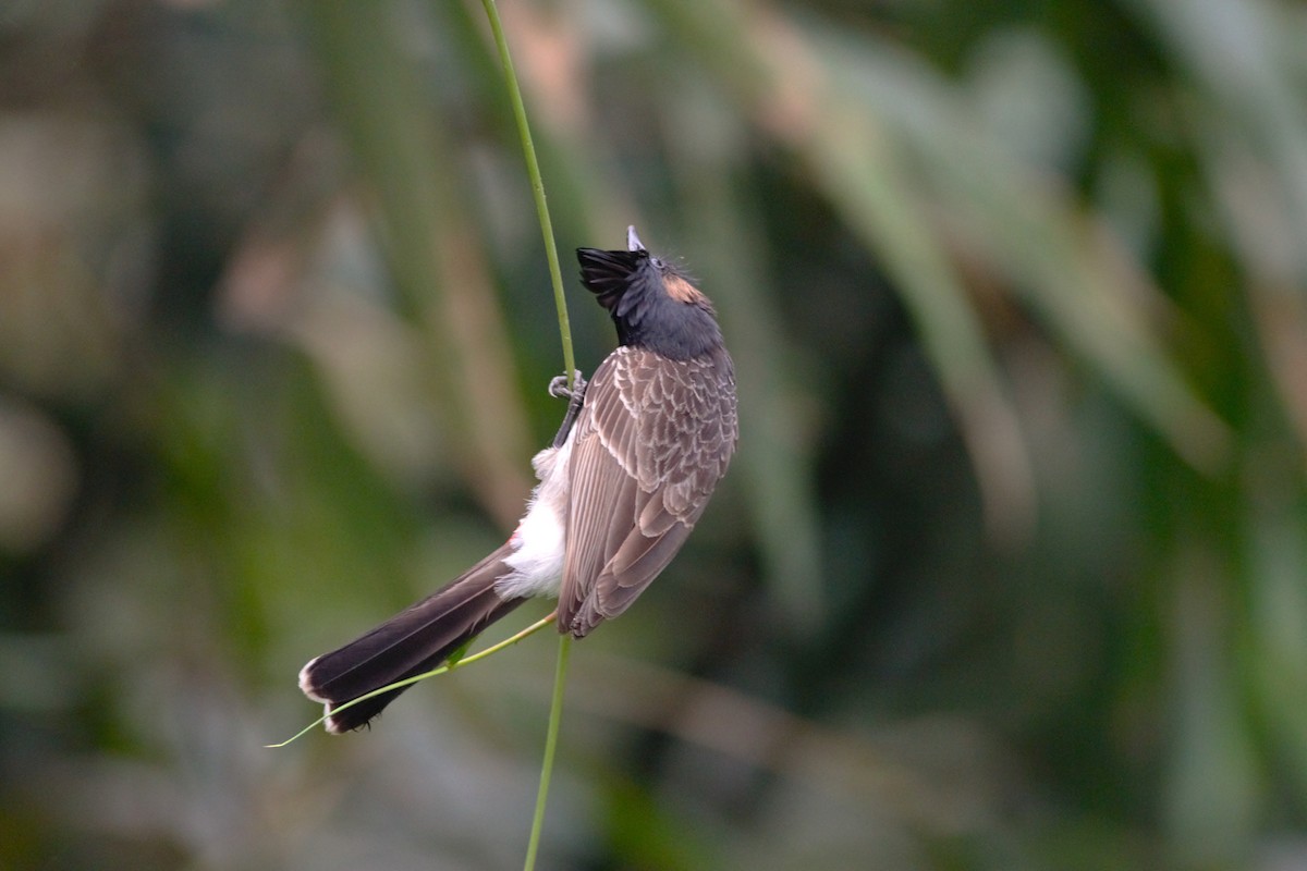 Red-vented Bulbul - ML426224841