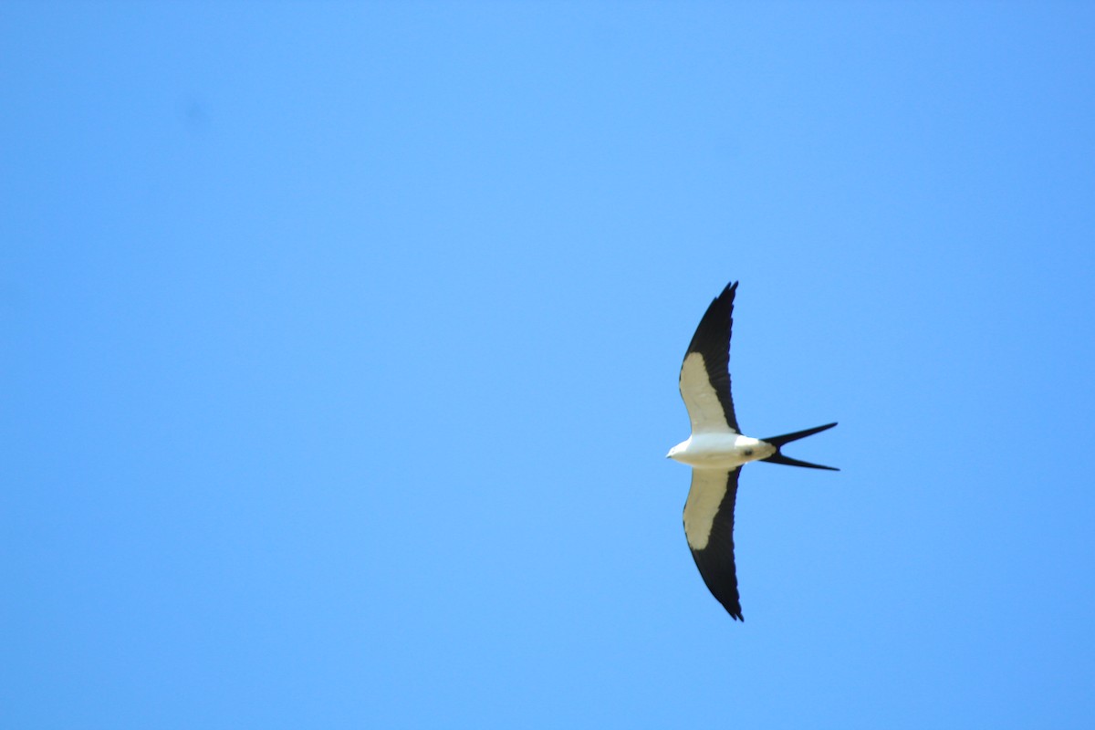 Swallow-tailed Kite - Freddy Herrera