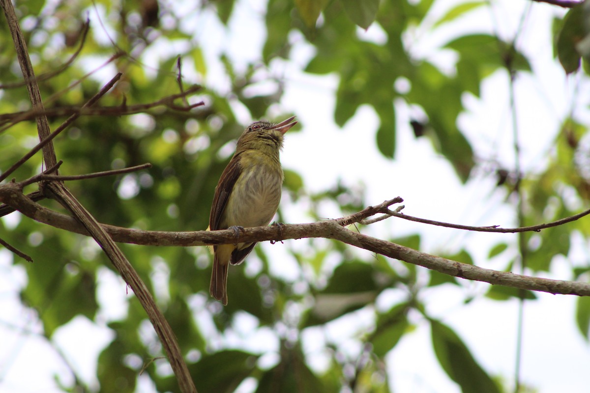 Bright-rumped Attila - ML426225221