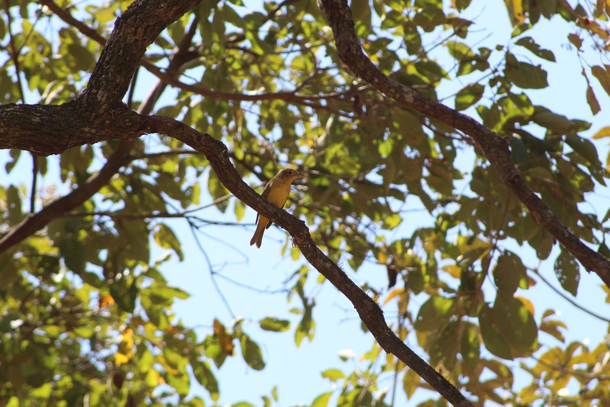 Summer Tanager - ML426225261