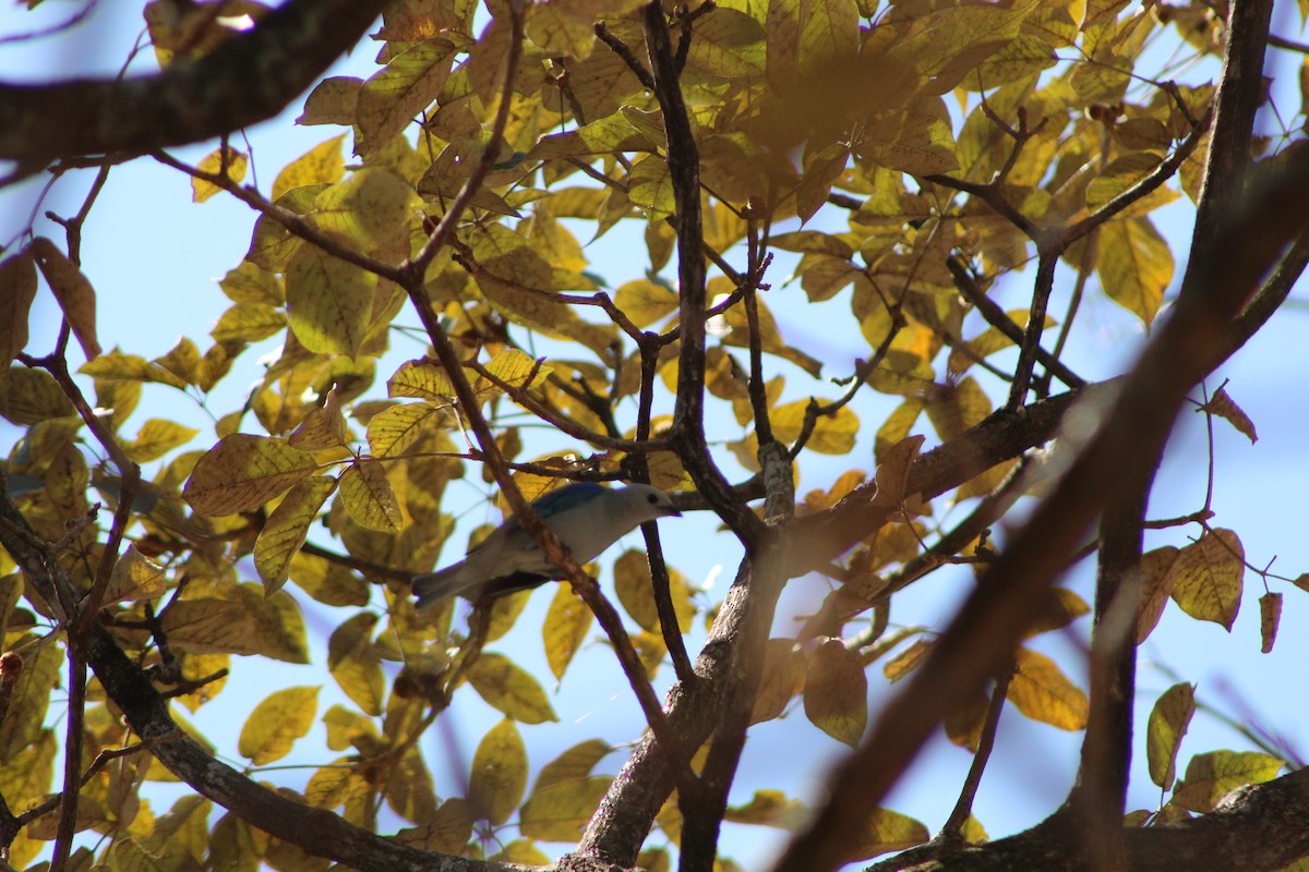 Blue-gray Tanager - ML426225281