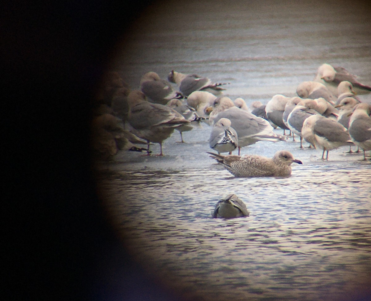 Iceland Gull (Thayer's) - Richard MacIntosh