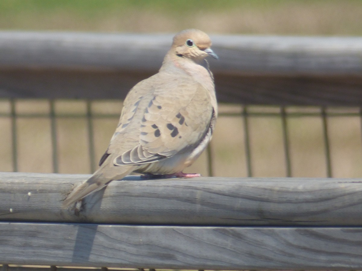 Mourning Dove - ML426226501
