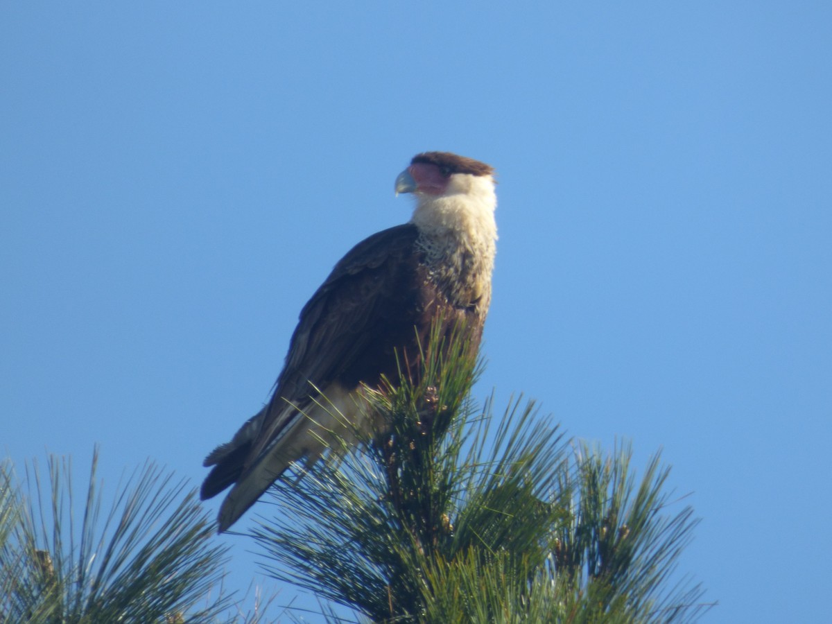 Crested Caracara - ML426226531