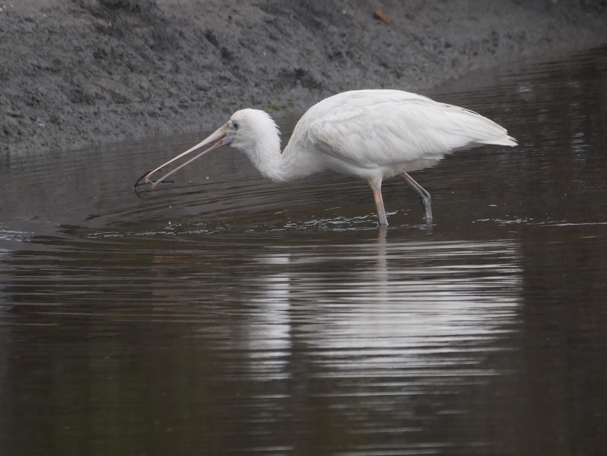 Yellow-billed Spoonbill - ML426227451