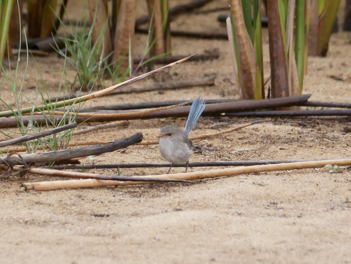 Splendid Fairywren - ML426227701