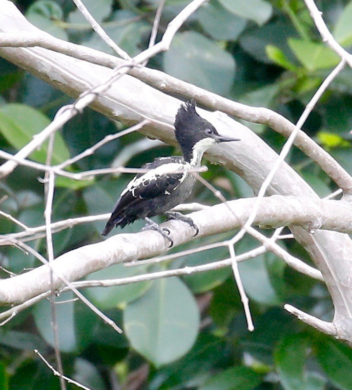 Heart-spotted Woodpecker - ML426228591