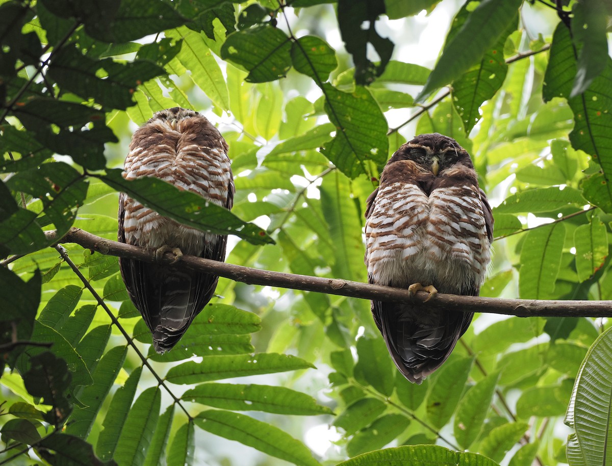 Band-bellied Owl - Sam Woods