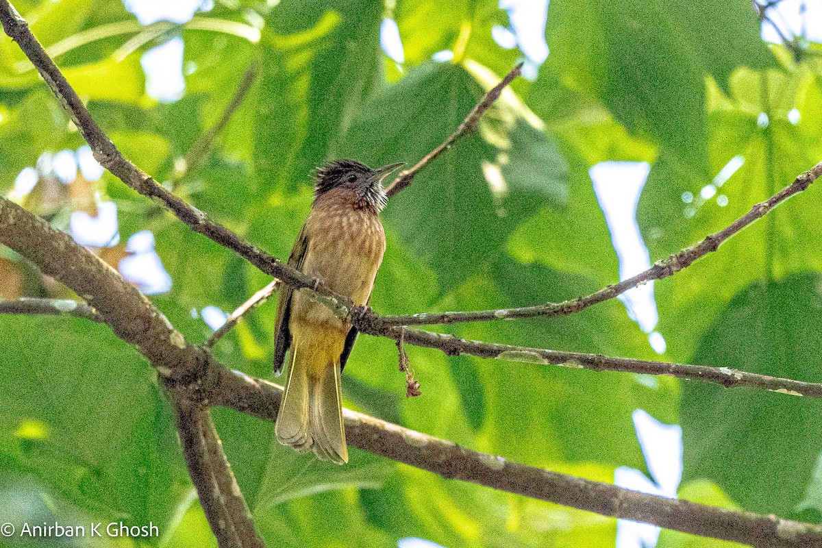 Mountain Bulbul - ML426229701