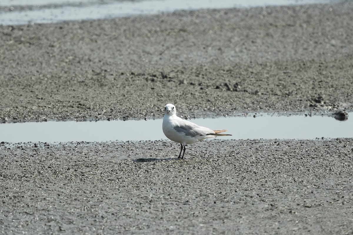 Saunders's Gull - ML426230051