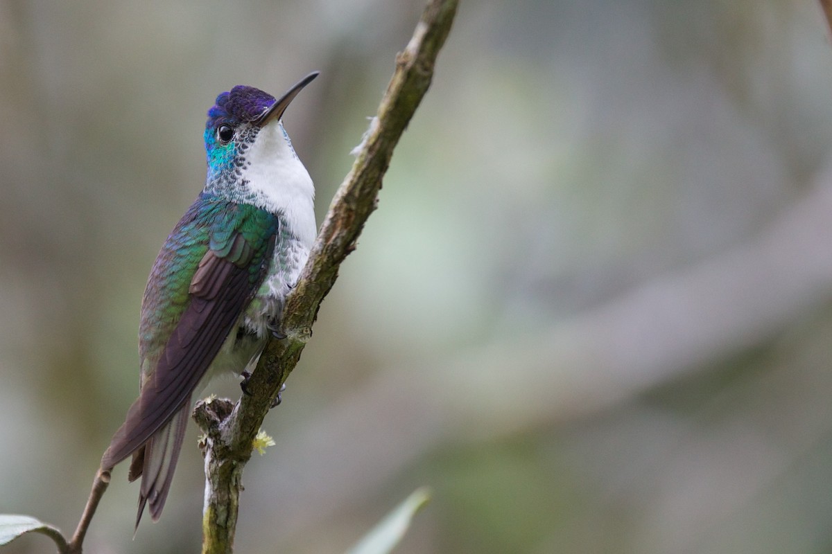 Andean Emerald - Robert Tizard