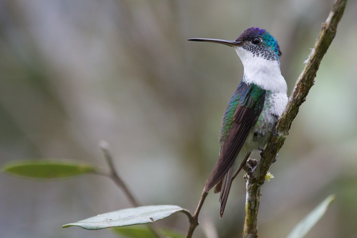 Andean Emerald - ML426231241