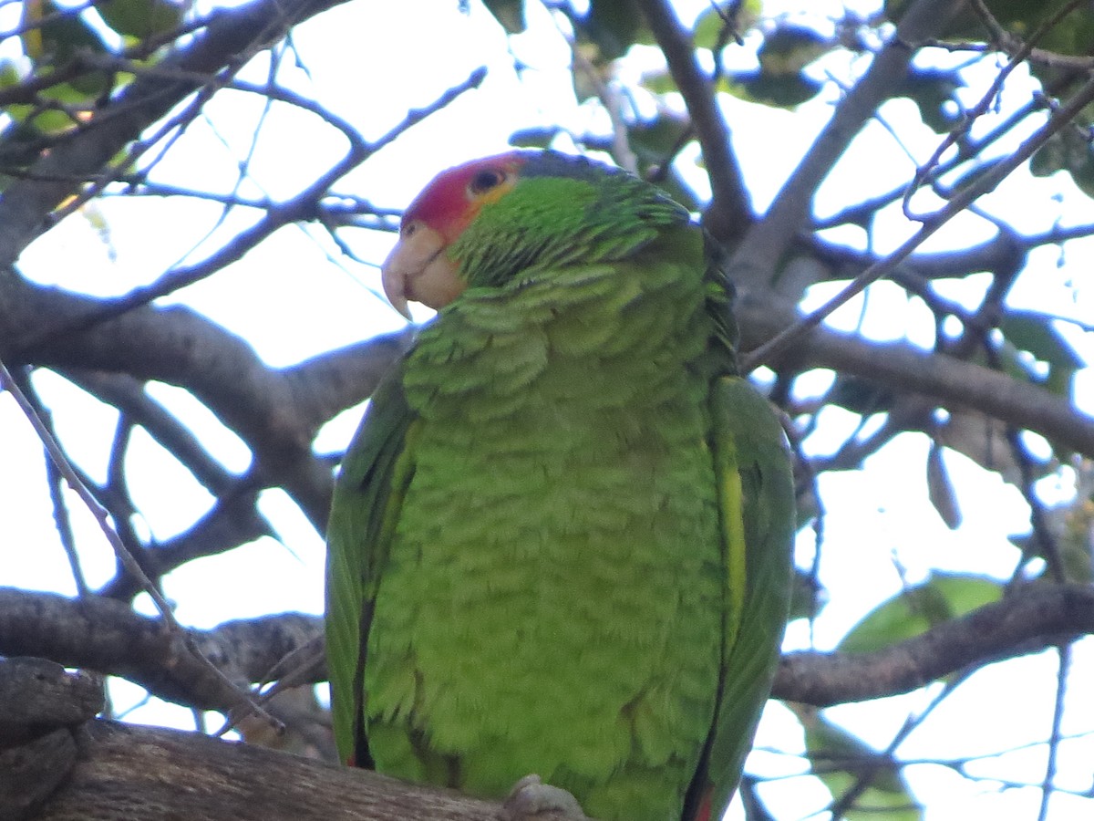 Red-crowned x Red-lored Parrot (hybrid) - ML426231551