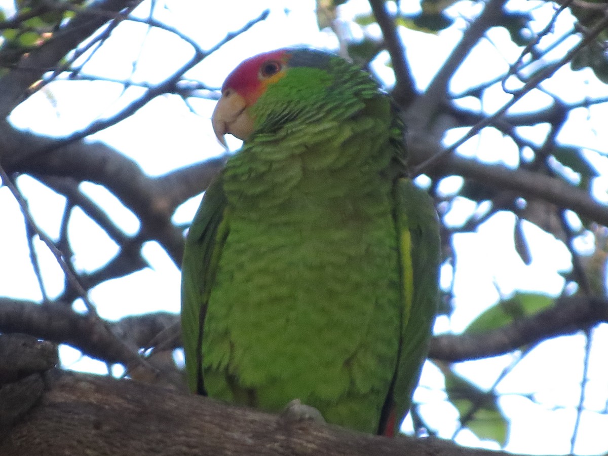 Red-crowned x Red-lored Parrot (hybrid) - ML426231561