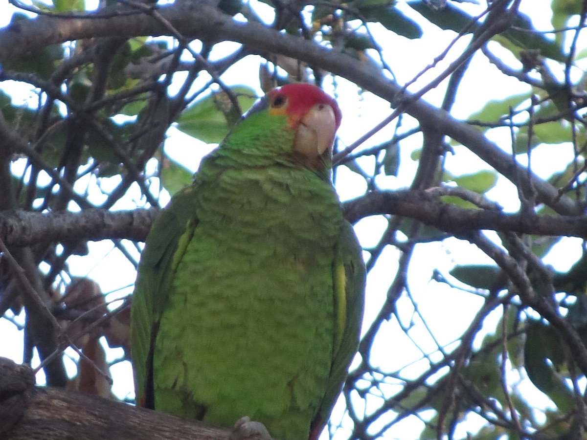 Red-crowned x Red-lored Parrot (hybrid) - ML426231571
