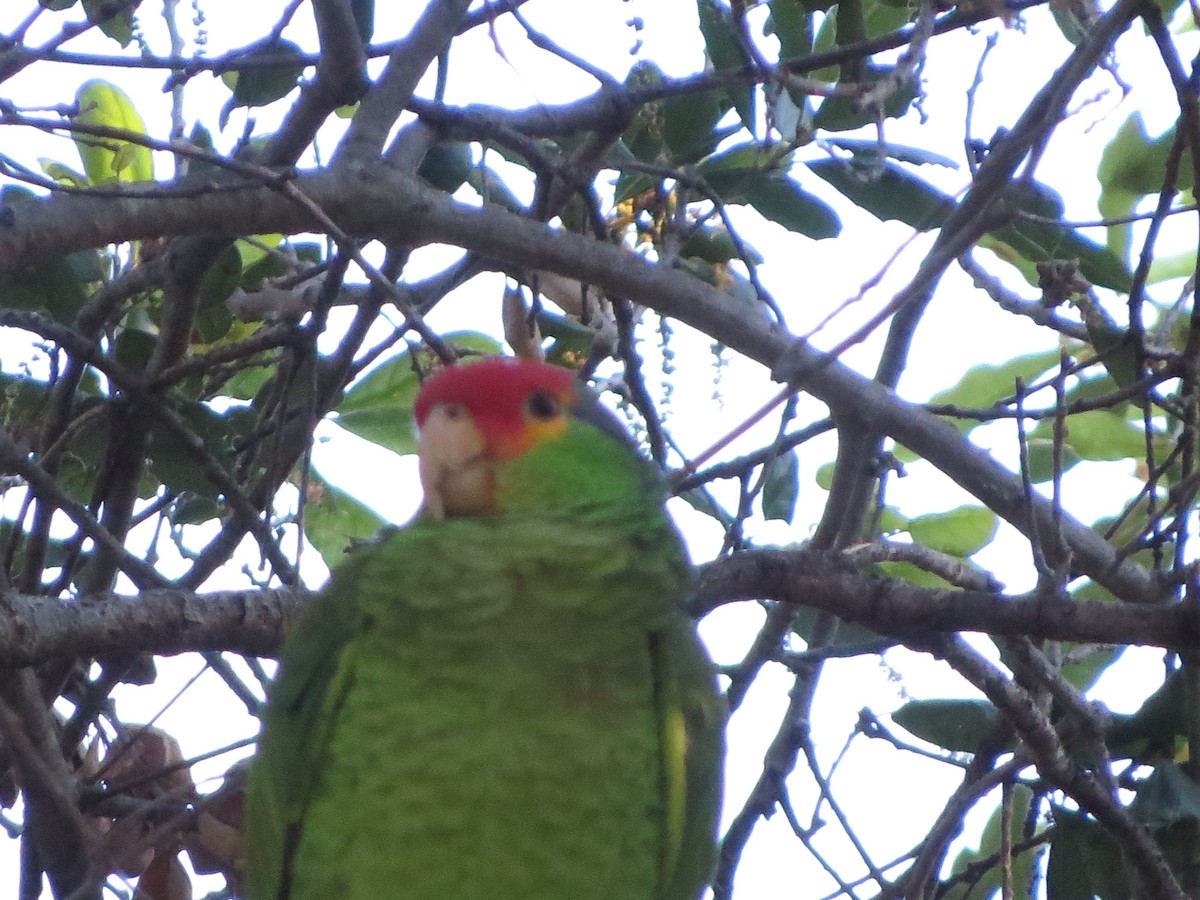 Red-crowned x Red-lored Parrot (hybrid) - ML426231581