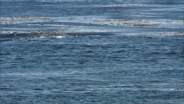 gray whale - ML426232