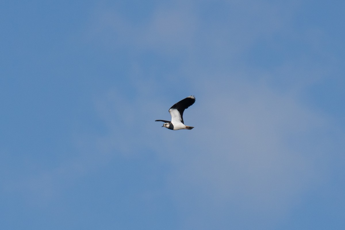 Northern Lapwing - ML426232611