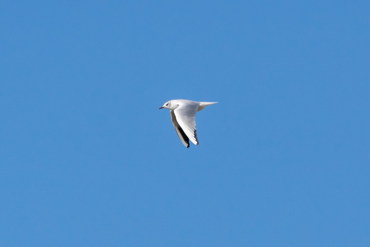 Gaviota Reidora - ML426232621