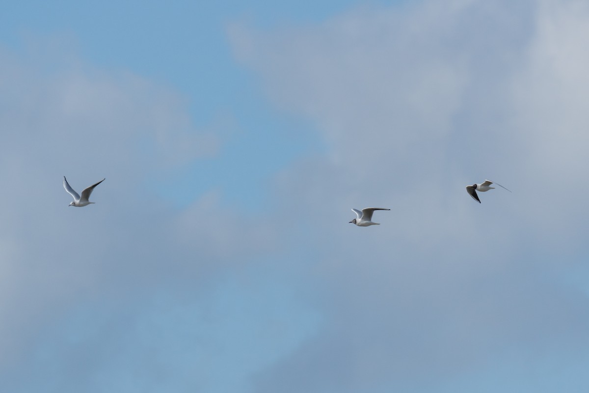 Black-headed Gull - ML426232631