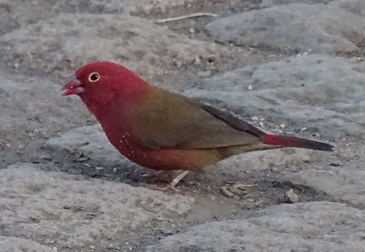 Red-billed Firefinch - ML426232831