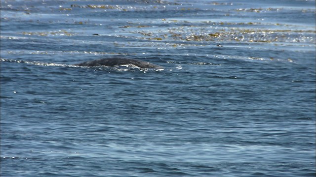 gray whale - ML426234