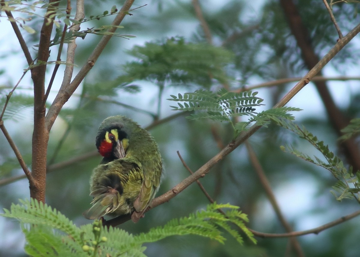 Kupferschmied-Bartvogel - ML426234361