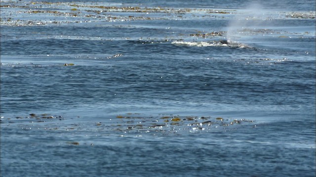 gray whale - ML426237