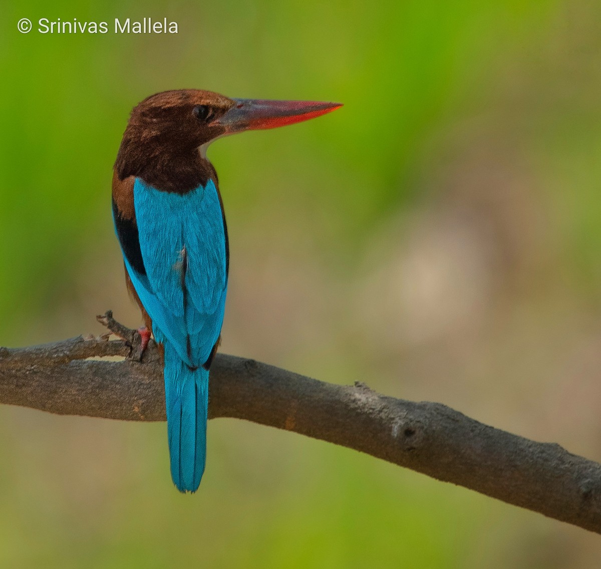 White-throated Kingfisher - Srinivas Mallela