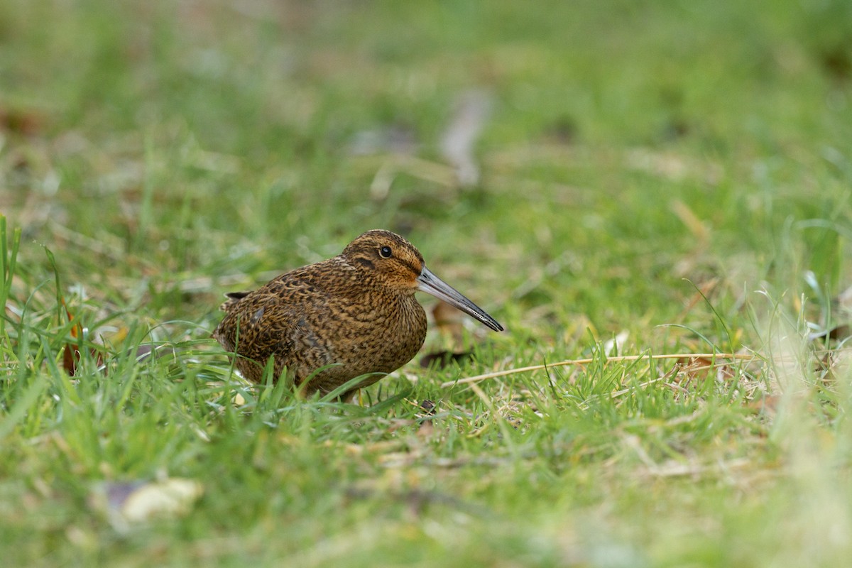 Snares Island Snipe - ML426238931