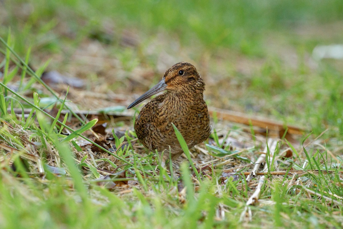 Snares Island Snipe - ML426238971