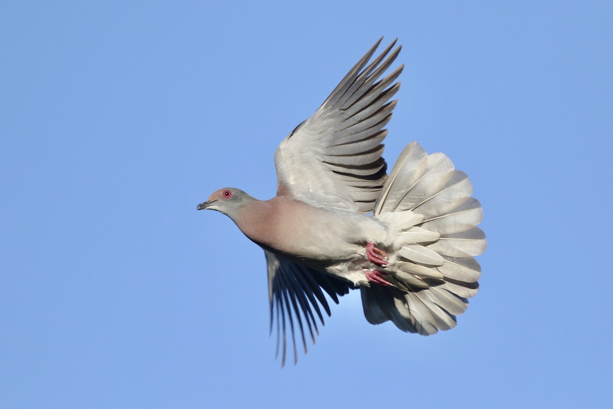 Pale-vented Pigeon - ML426239041