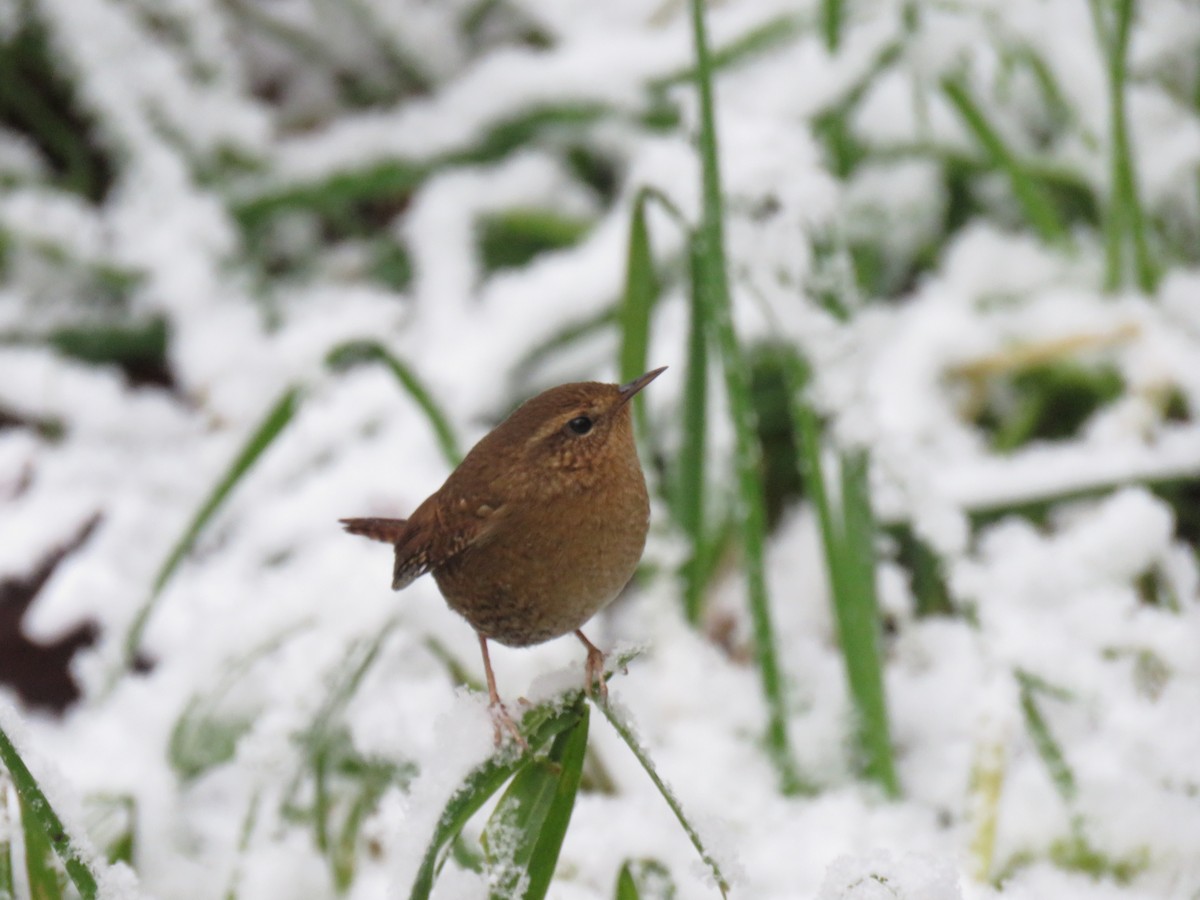 Pacific Wren - ML42624261