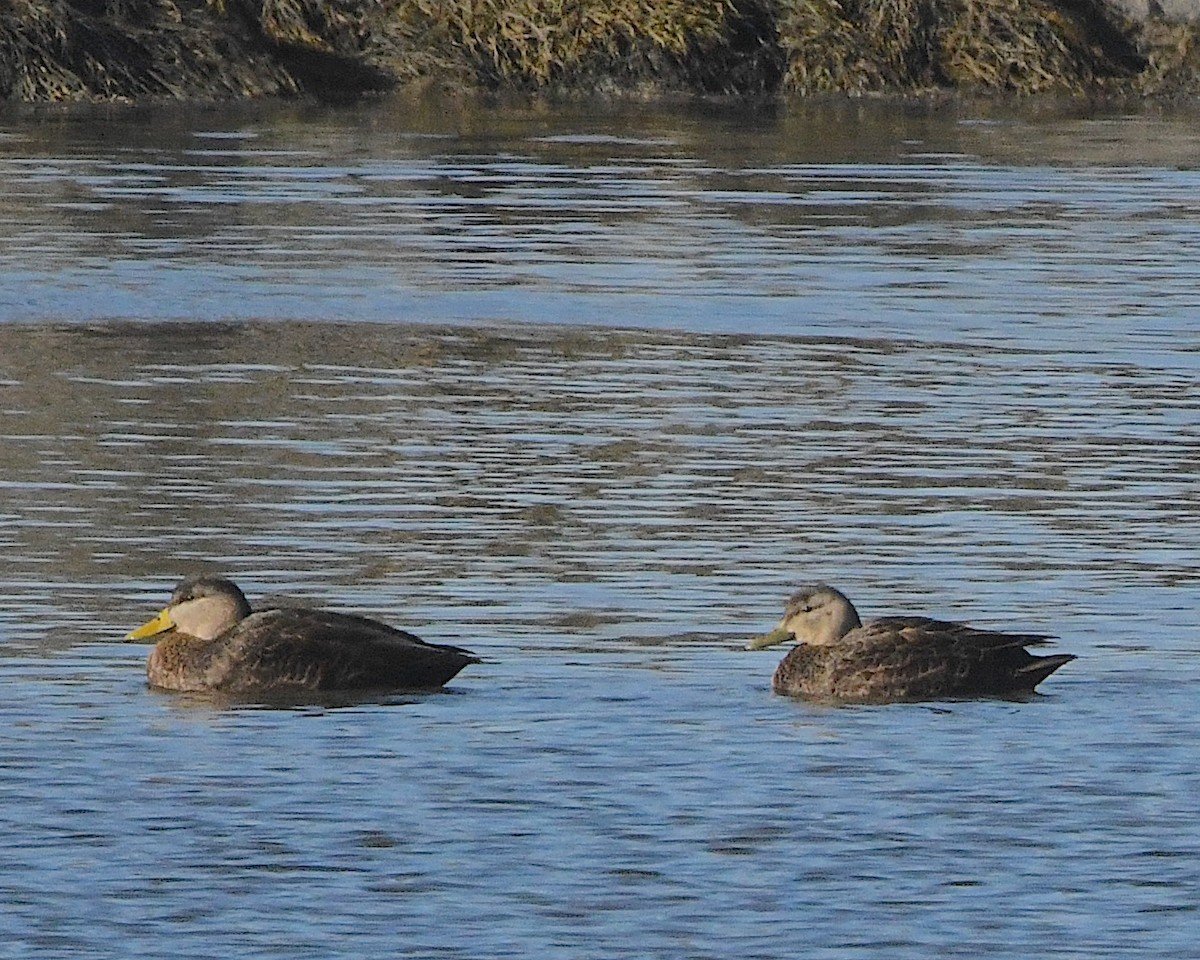 American Black Duck - ML426243941