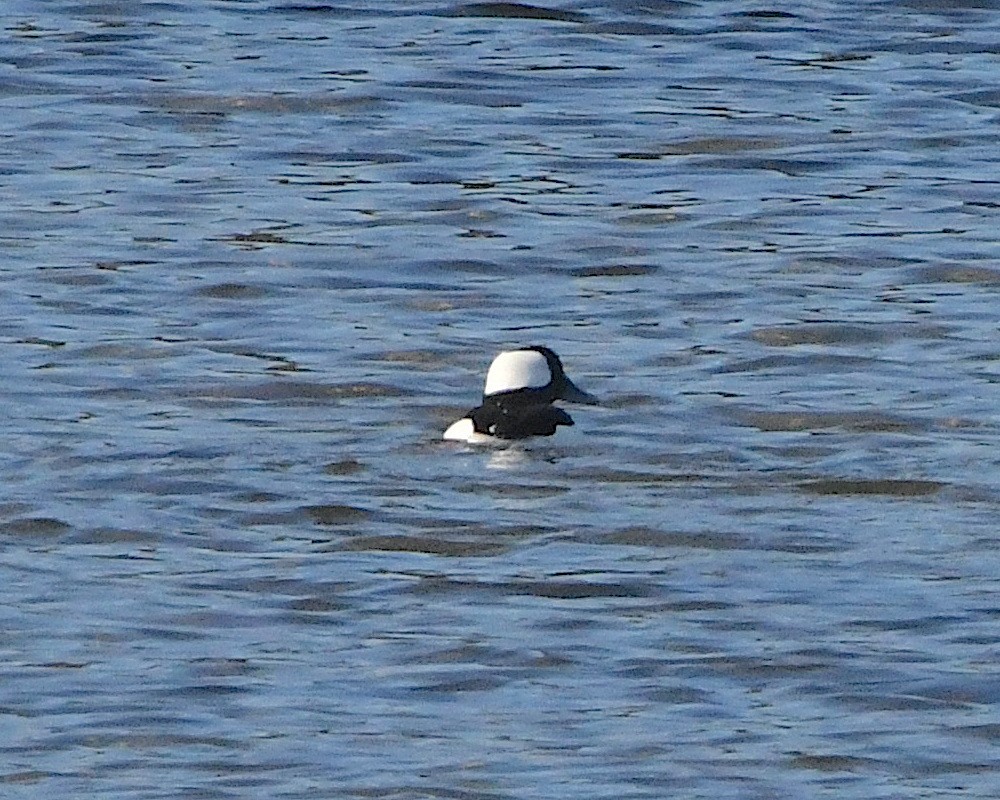 Bufflehead - ML426244101