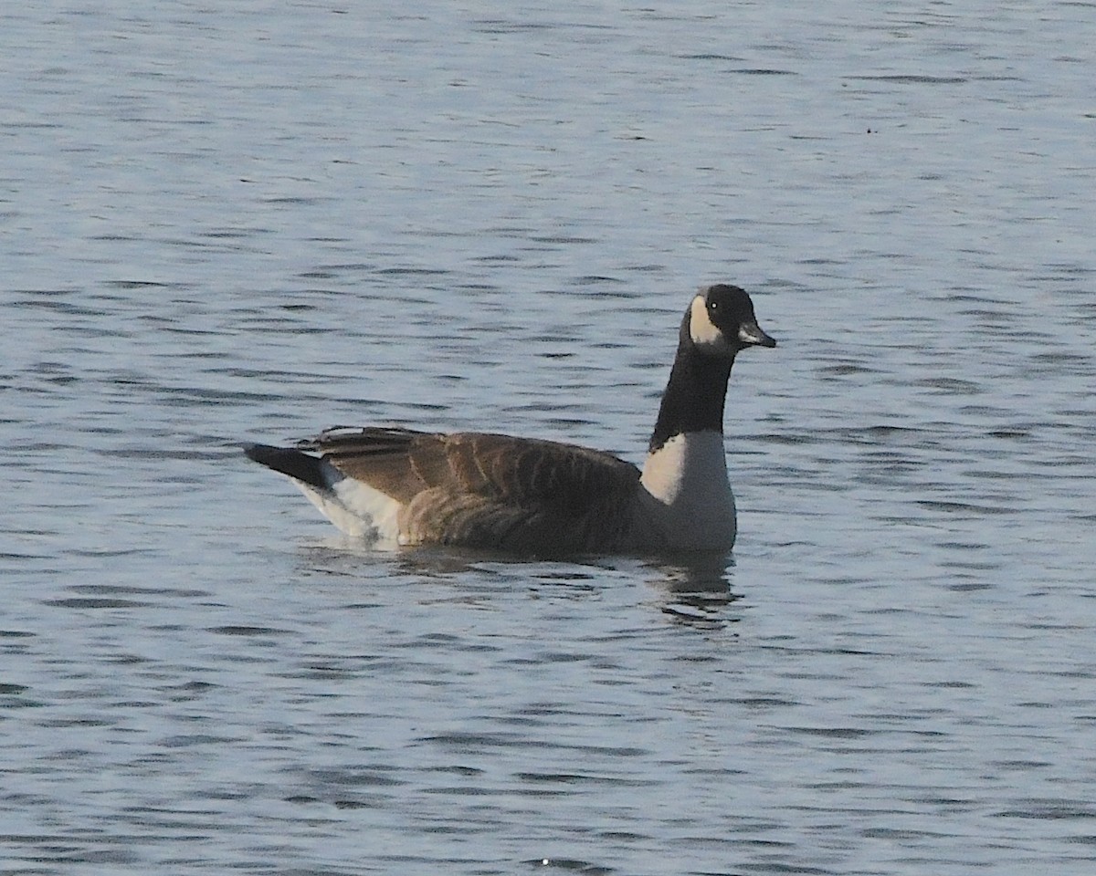 Barnacla Canadiense Grande - ML426244241