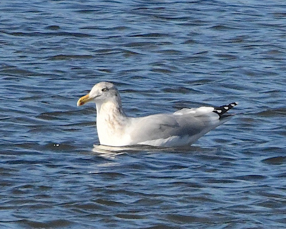 Gaviota Argéntea (americana) - ML426244521