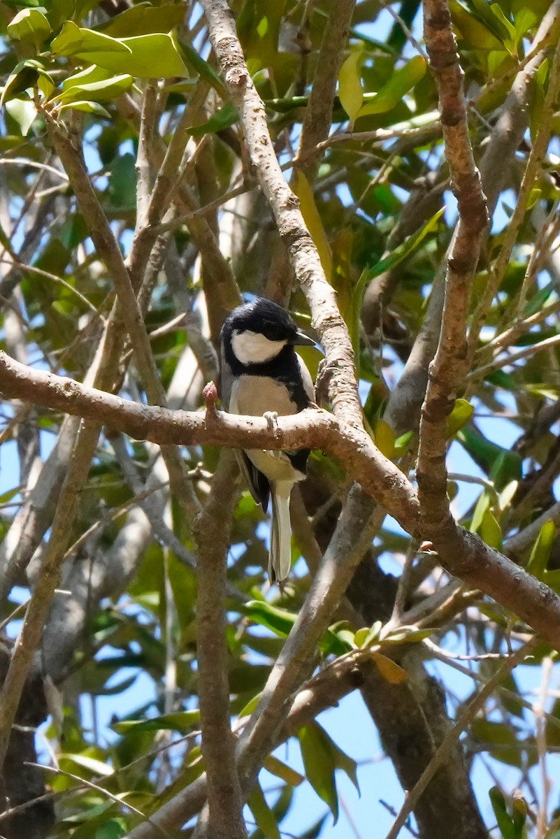 Cinereous Tit - ML426244991