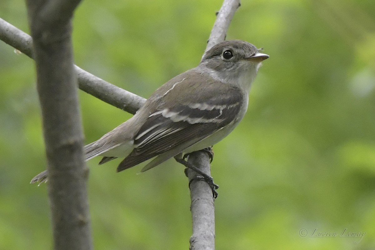 Least Flycatcher - Lucien Lemay