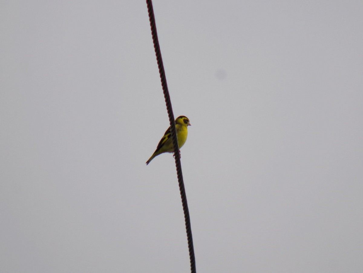 Yellow-breasted Greenfinch - Hasham Malik