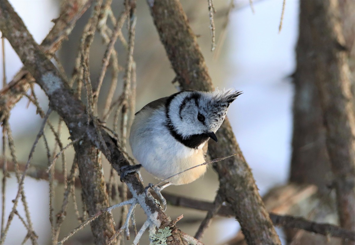 Crested Tit - ML426247131