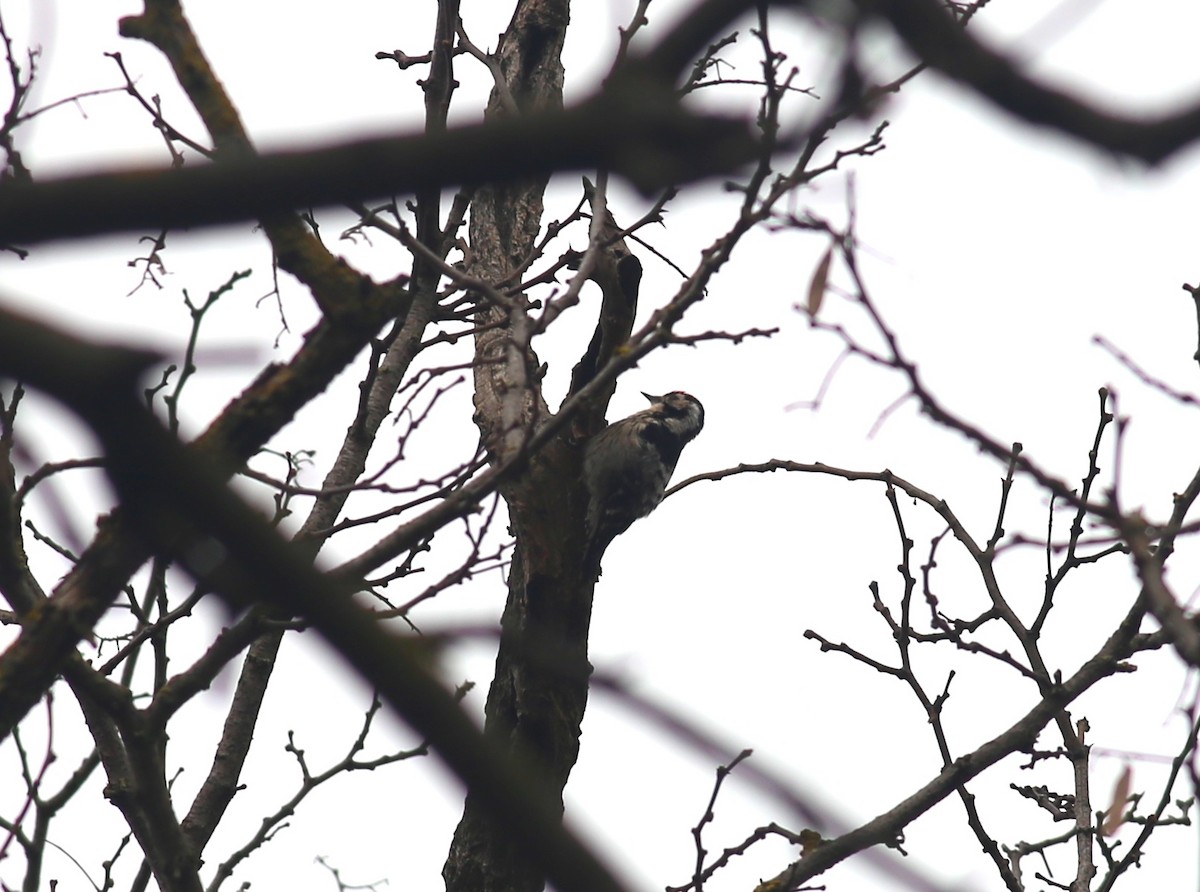 Lesser Spotted Woodpecker - ML426248091